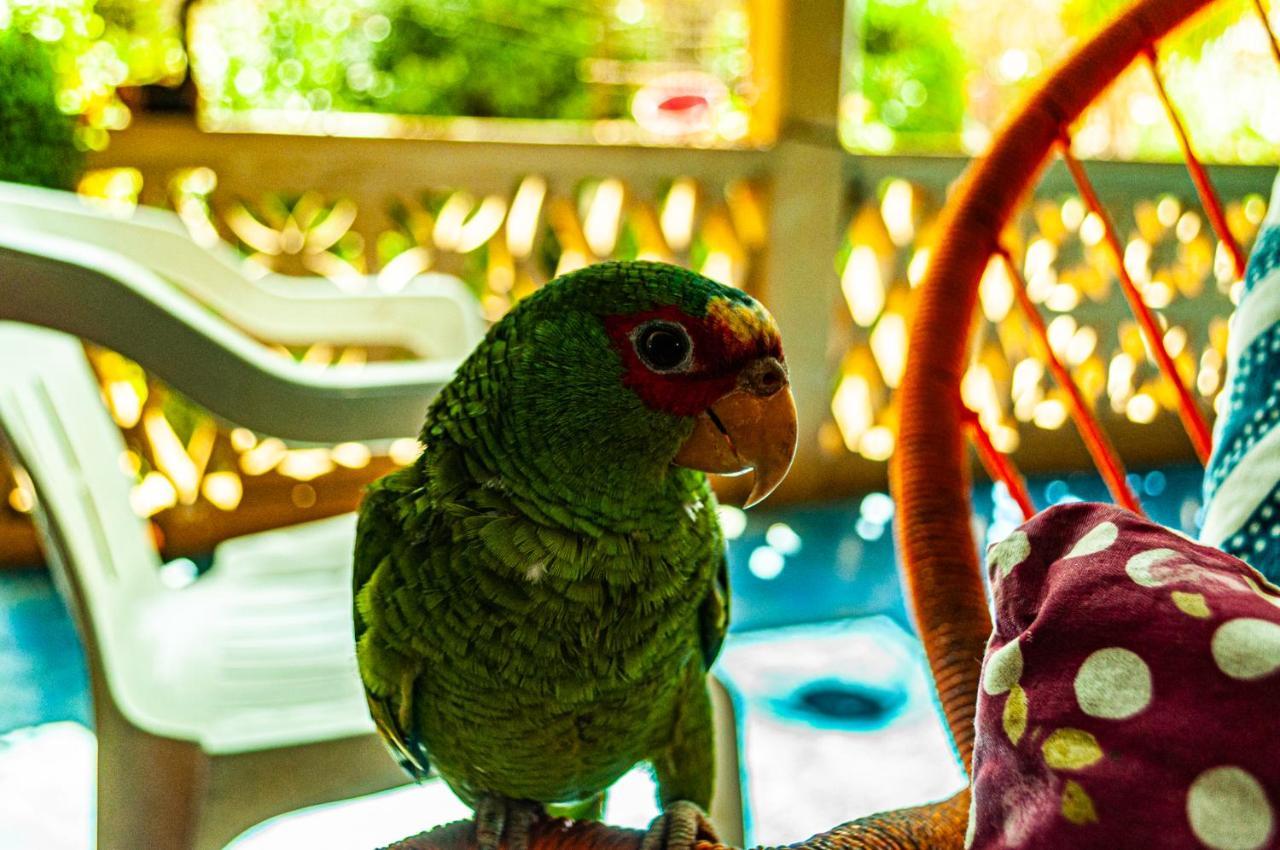 Hotel Capy Puerto Ángel Екстериор снимка